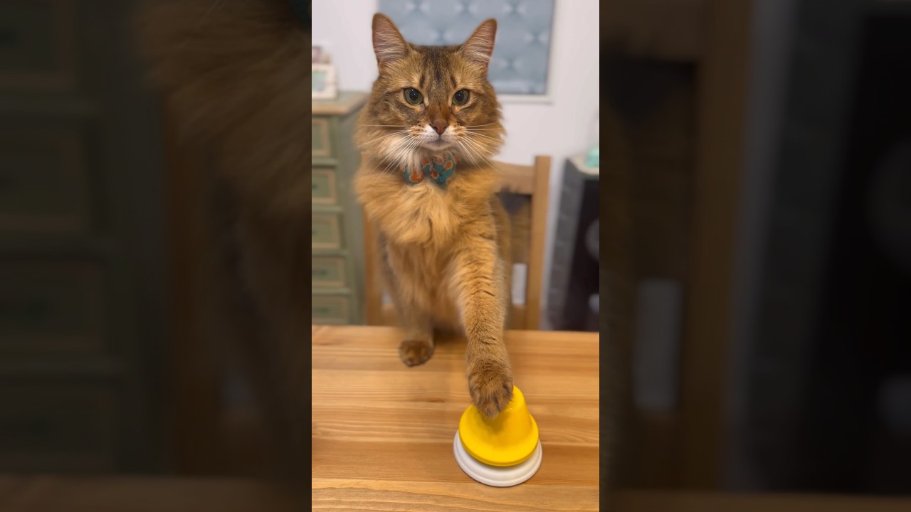 甘えた猫がおやつの催促