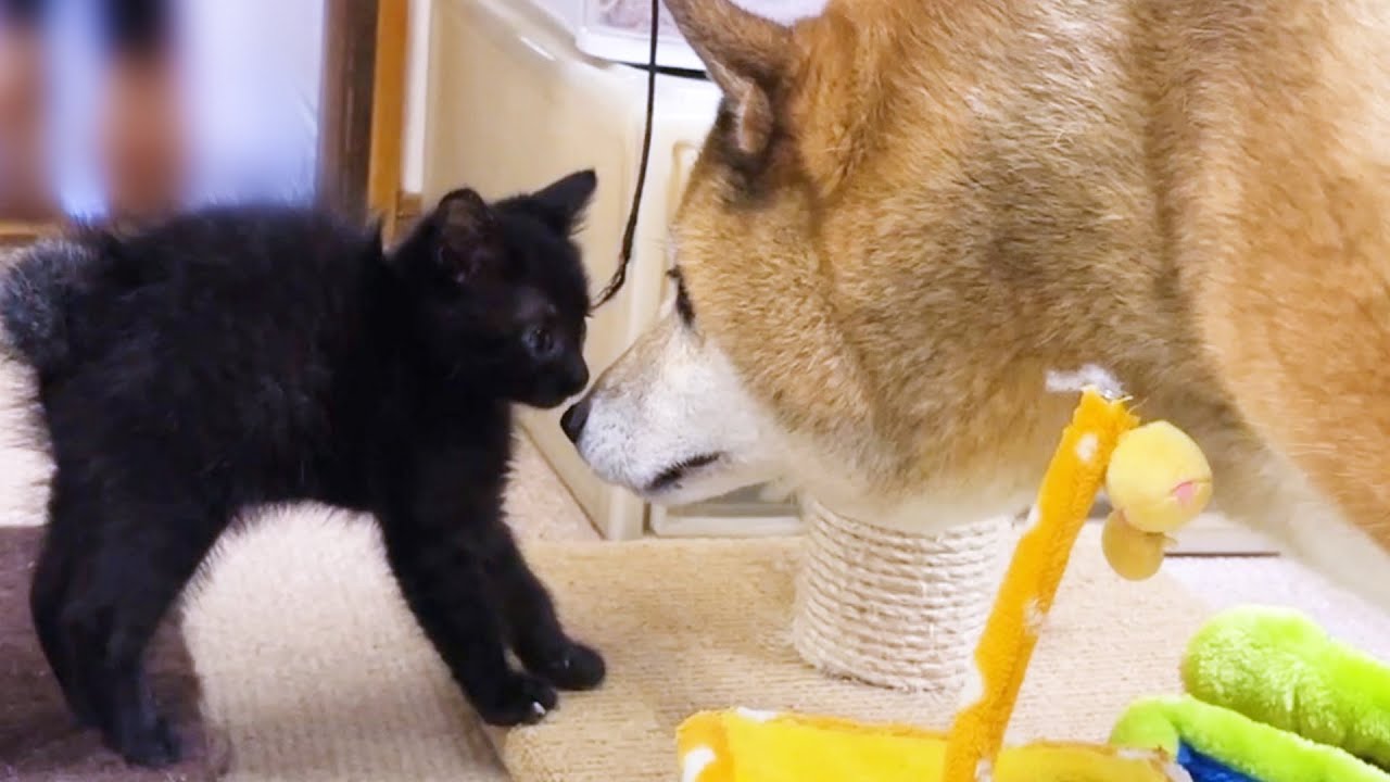 黒猫おチビが家族になり1年が経ちました！