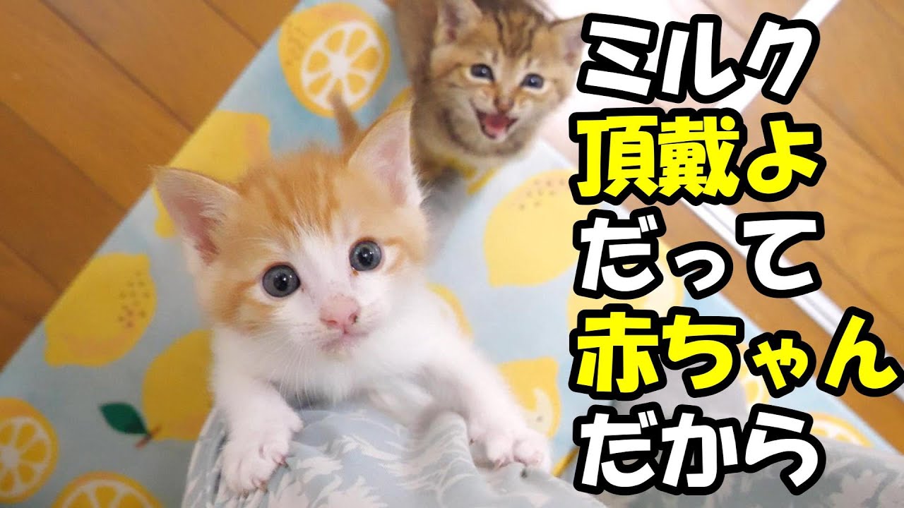 ふたりボッチの子猫がまだまだ赤ちゃんだからミルク頂戴とママタワーをよじ登る【赤ちゃん猫　保護猫】