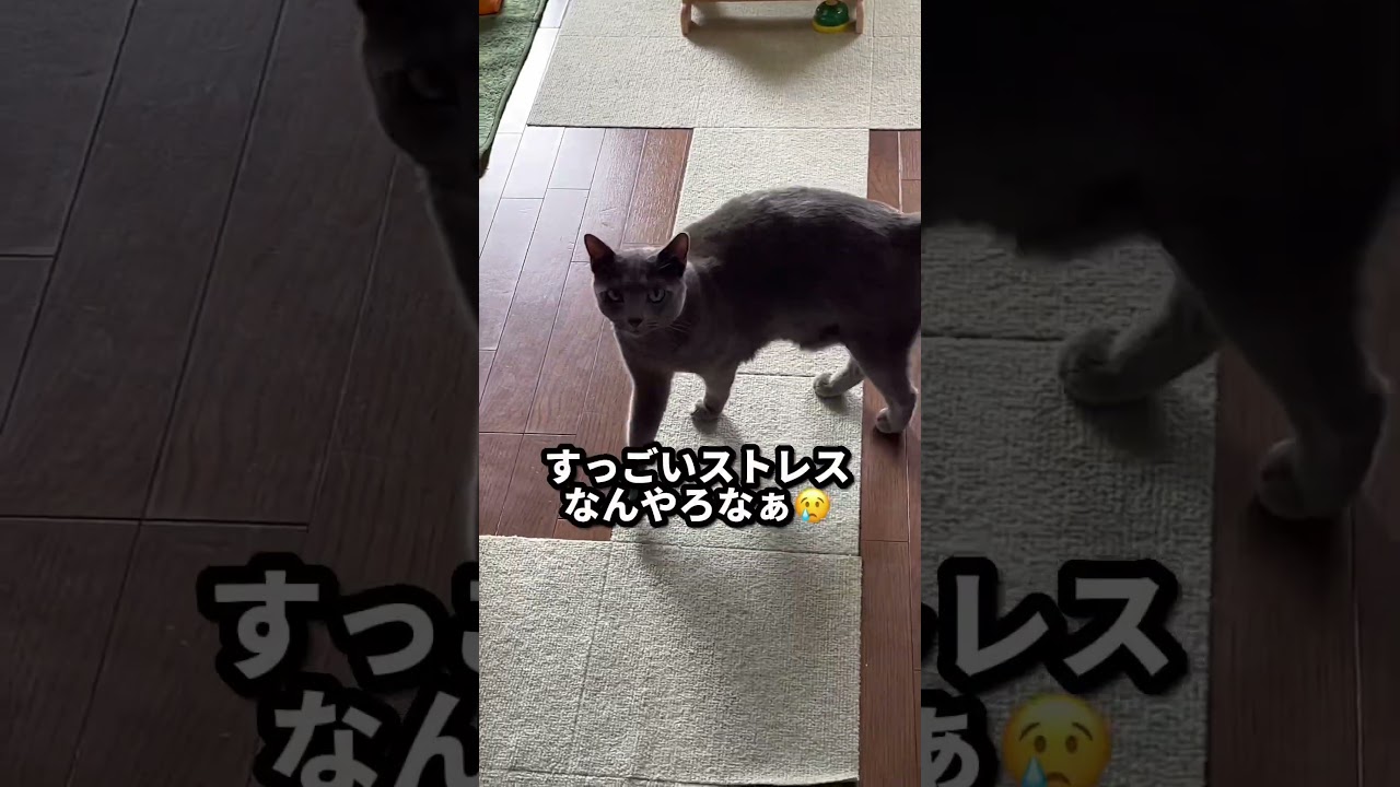 【ロシアンブルー】めろん、眼科の通院日です😌帰宅してもなかなか落ち着きません...【猫】#shorts