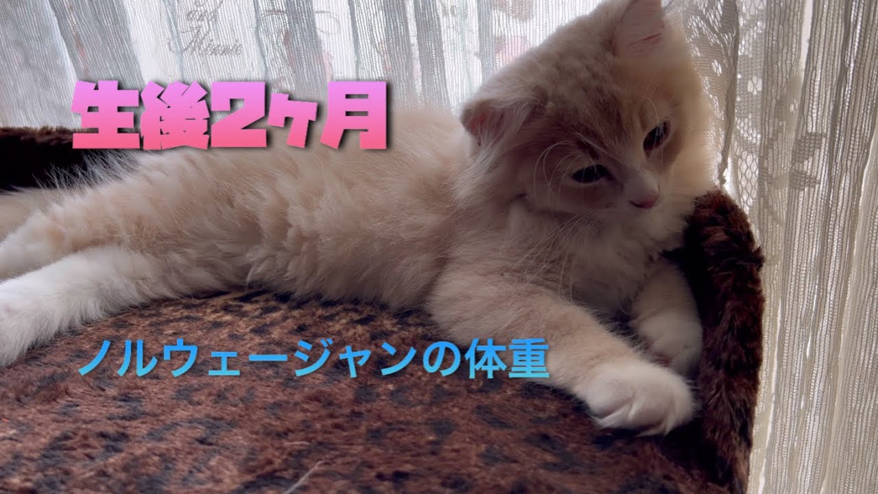 ノルウェージャン　子猫体重
