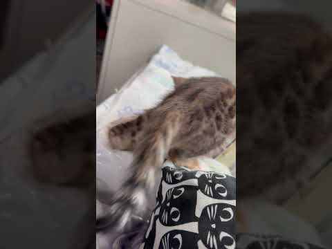 ベンガル おチビな体にパワフルなエネルギーを秘めた甘えん坊