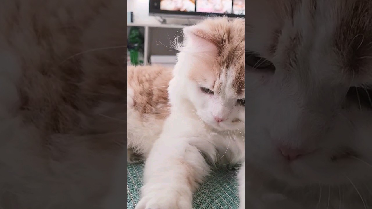 【子猫】CMに挑戦する猫#ラガマフィン #猫動画 #shorts