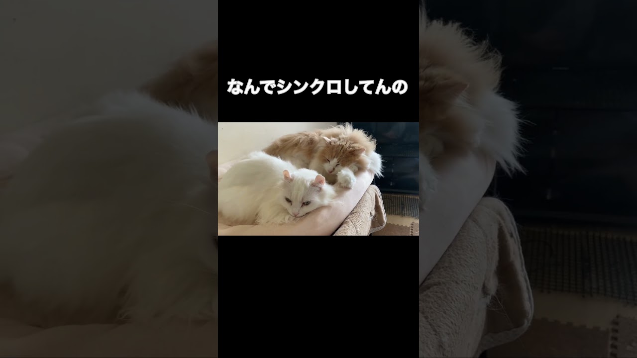 なぜか同じ体勢で寝る猫たち#shorts#short#ノルウェージャン #アメリカンカール#猫