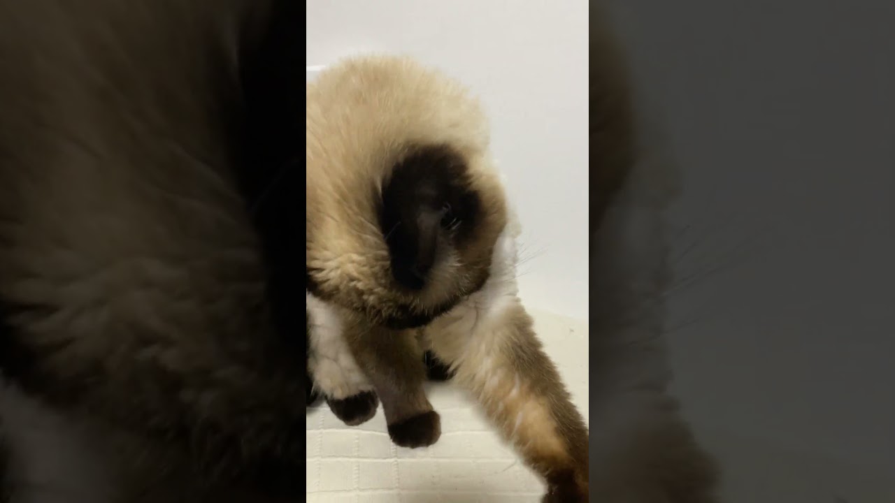 【2023.04.24】今日のシャム猫のふくさん（音無し）【たぬき猫】 #Shorts