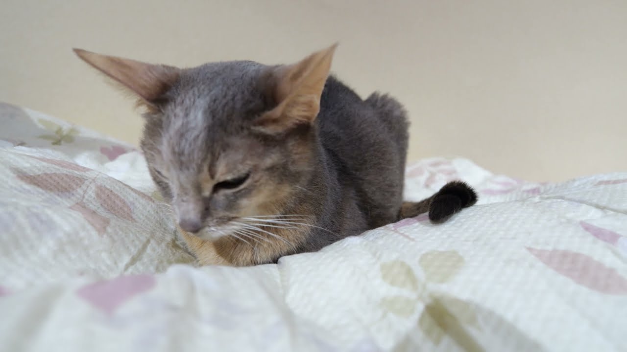 【アビシニアン】アンちゃん元気にしています