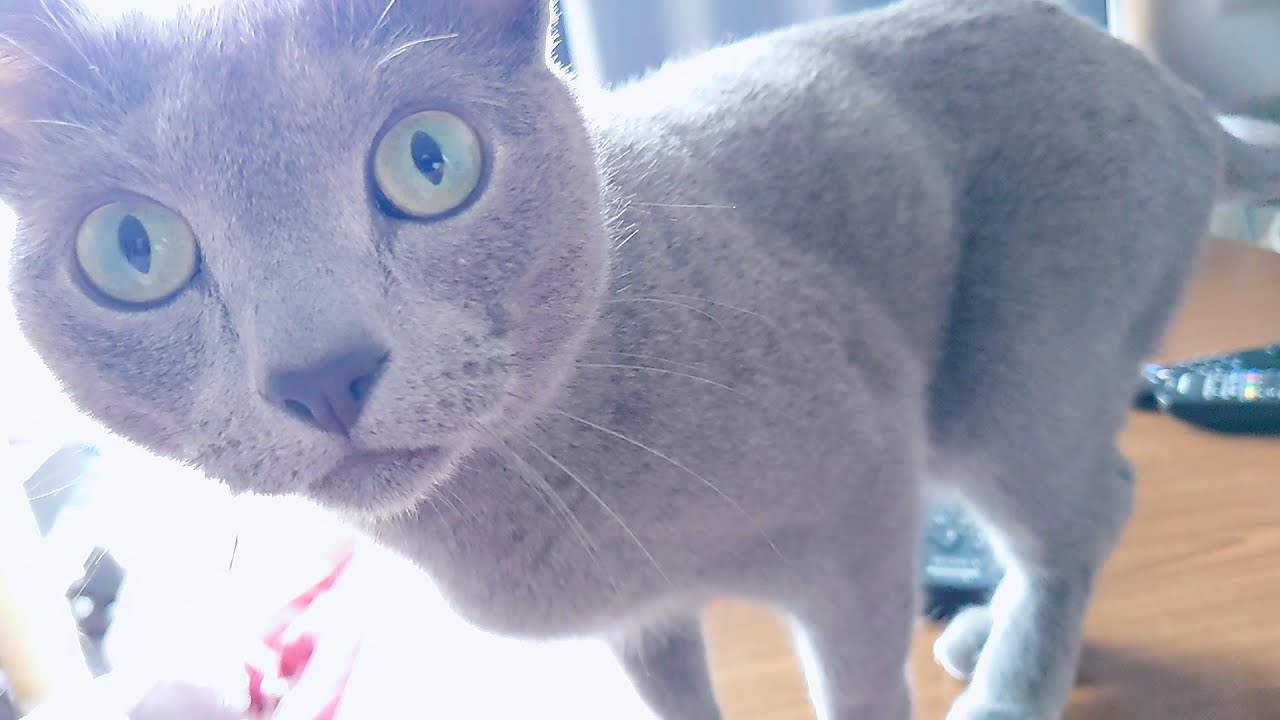 【猫動画】撫でてほしくて迫るロシアンブルー【russianbule】A Russian blue that wants to be stroked and approaches