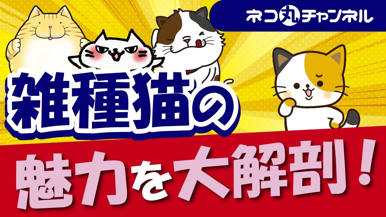 雑種猫の魅力！純血種の猫に勝った優れたところを徹底解説！