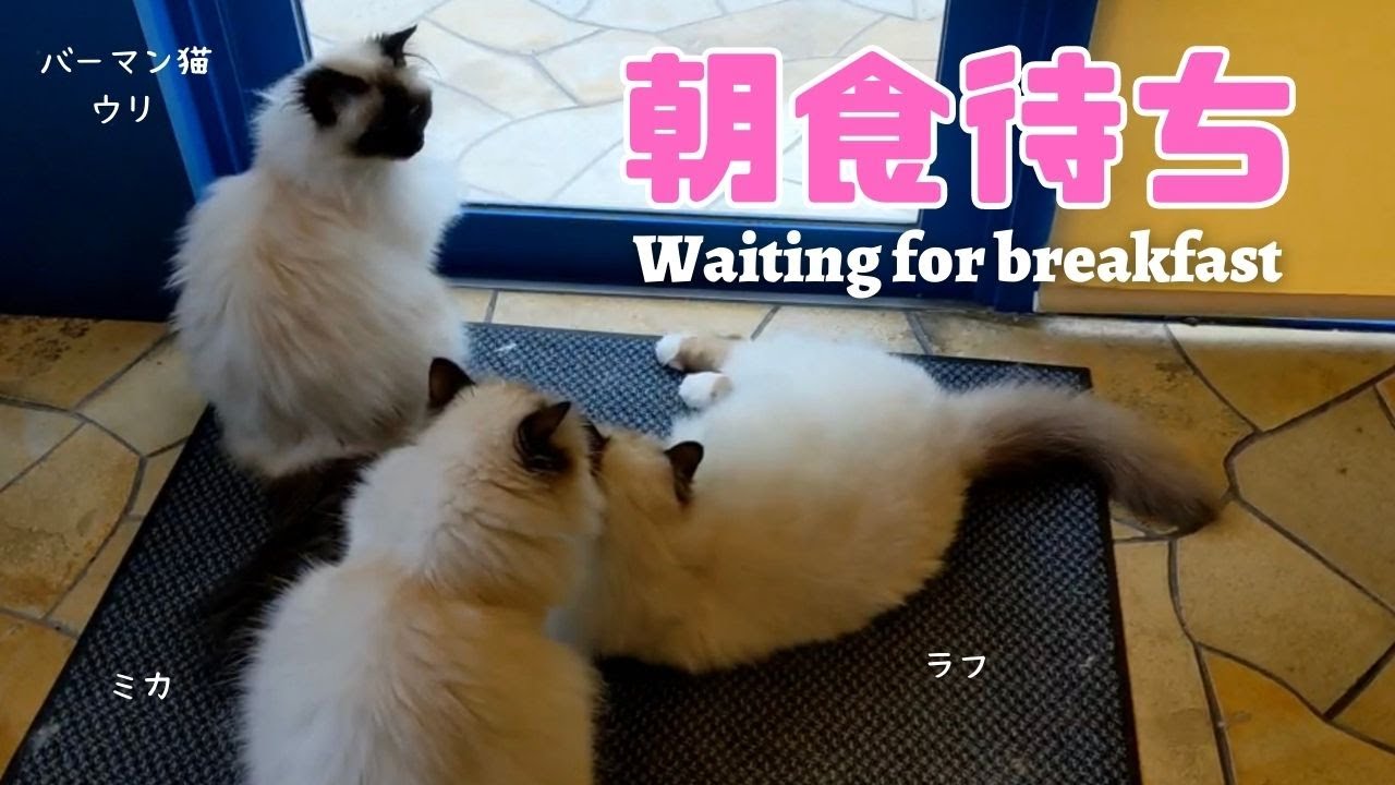 バーマン猫ウリとラフとミカとガブ【朝食待ち】Waiting for breakfast（バーマン猫）Birman/Cat