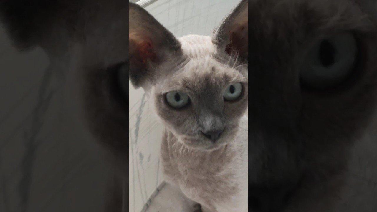 you want some? #kitten #cute #cornish #rex #cat  #cats