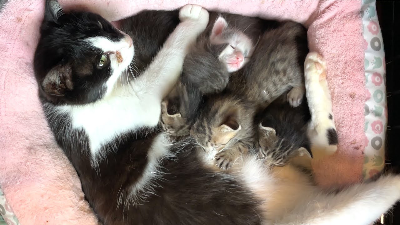 【保護猫一家】すくすく育つ可愛いすぎる子猫達！