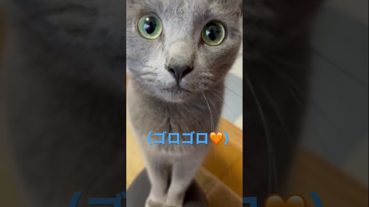 ママに甘えまくる超可愛い猫（ロシアンブルー）#shorts