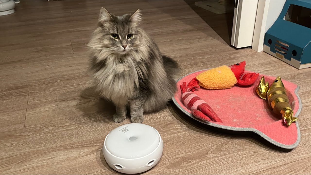 【猫配信】のんびり雑談しましょう〜🐈ノルウェージャンフォレストキャット