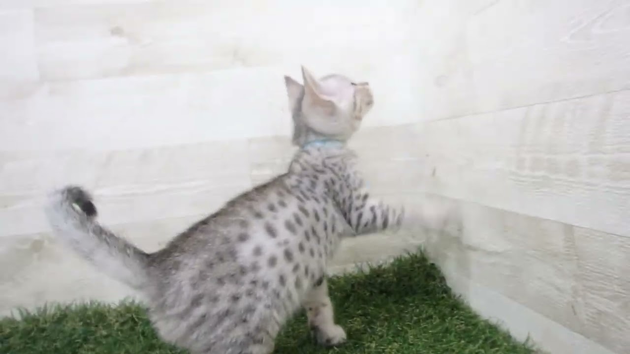 Coo&RIKU　No00632700 エジプシャンマウ