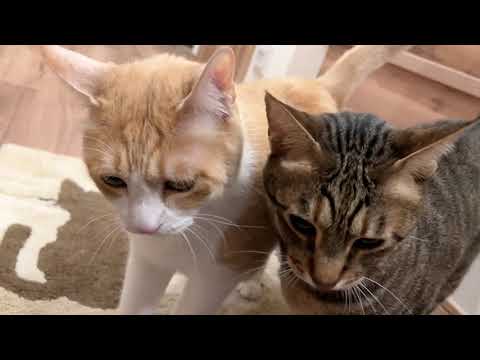 飼い主が酔い潰れて帰ってきた時の猫たちの反応がこちら