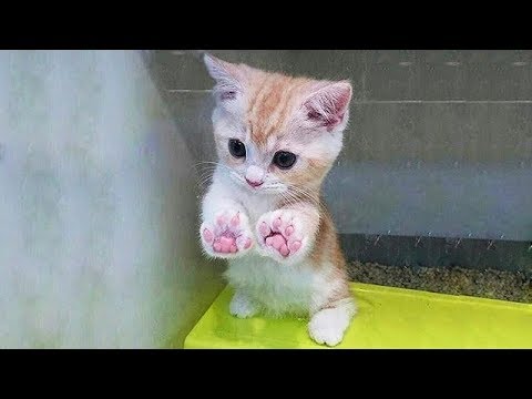 「猫かわいい」 すごくかわいい子猫 - 最も面白い猫の映画 #141