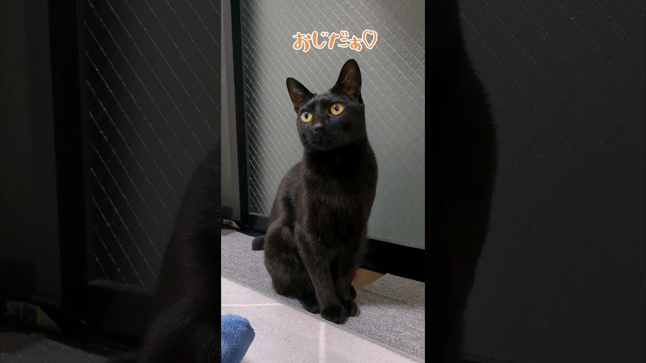 人によって顔が変わる猫