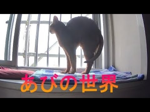 ネコ動画あび＃1331　あびの毎日　アビシニアン　あび