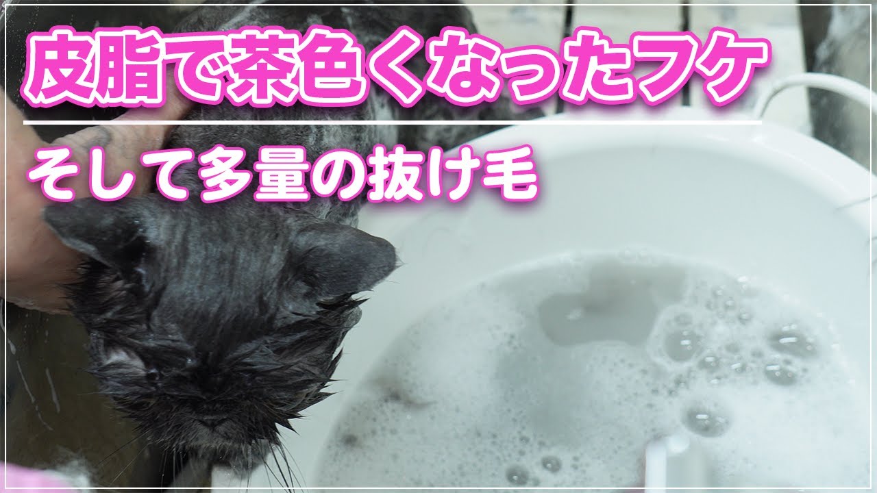 【ぶちょさん】見た目からは想像できない皮脂で茶色くなったフケ、そした多量の抜け毛！エキゾチックはシャンプー必須です【エキゾチックSH】