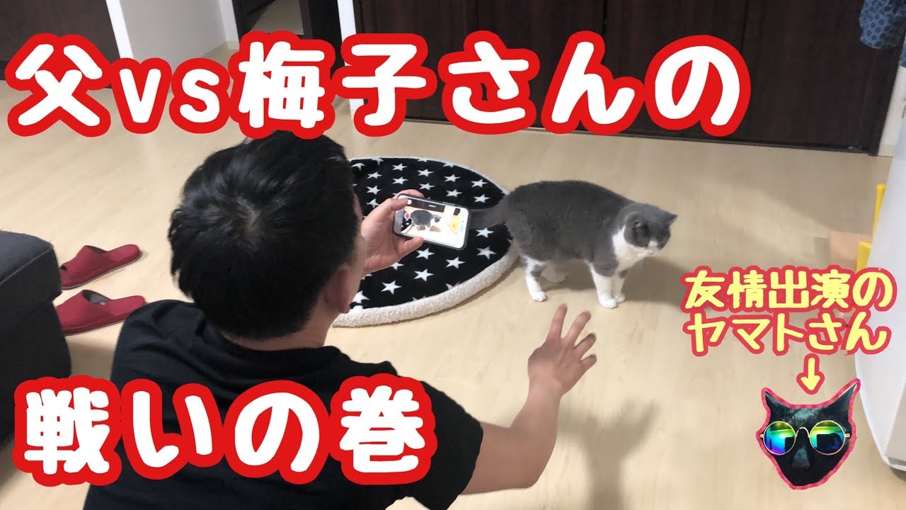 2019/05/27　セルカークレックスの梅子vol.345