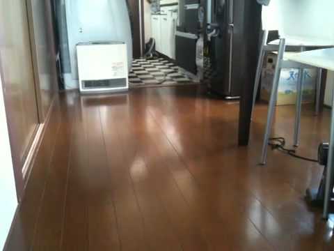 黒猫ボンベイ 20101014