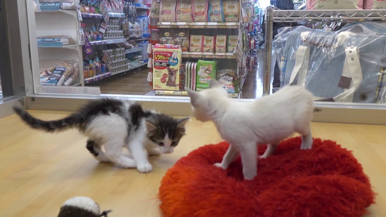 ユアペティア東戸塚店 - トンキニーズ 男の子　2017/4/4