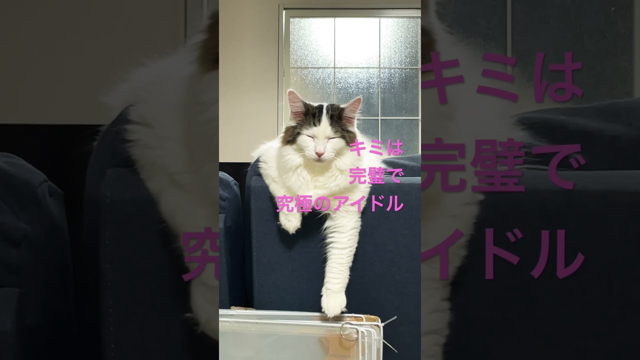 アイドル　究極のアイドル #ノルウェージャンフォレストキャット  #ノルウェー猫　#ねこのいる暮らし  #猫のいる暮らし