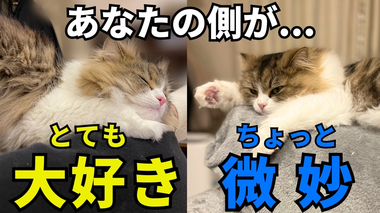 猫がそばで寝たいと思う人と距離を置かれる人の違いについて。飼い主の信頼度が分かる猫の寝場所についても解説【サイベリアン】