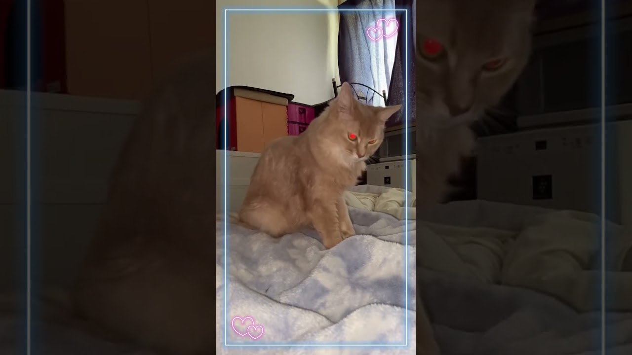 起きて〜！#shorts #猫#ソマリ