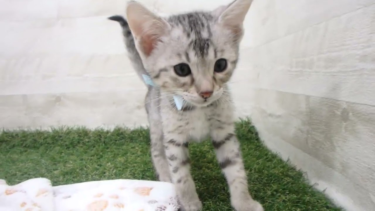 Coo&RIKU　No00632699 エジプシャンマウ