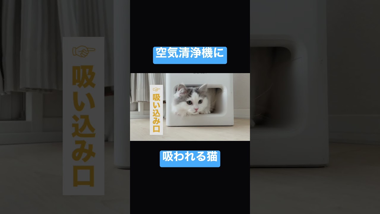 空気清浄機に吸われる猫 #ラガマフィン #猫 #バルミューダ #ragamuffin #cat #balmuda