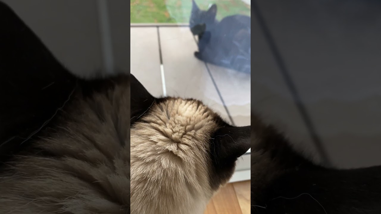 【2023.05.13】今日のシャム猫のふくさん【たぬき猫】 #shorts 黒猫さんがあらわれた