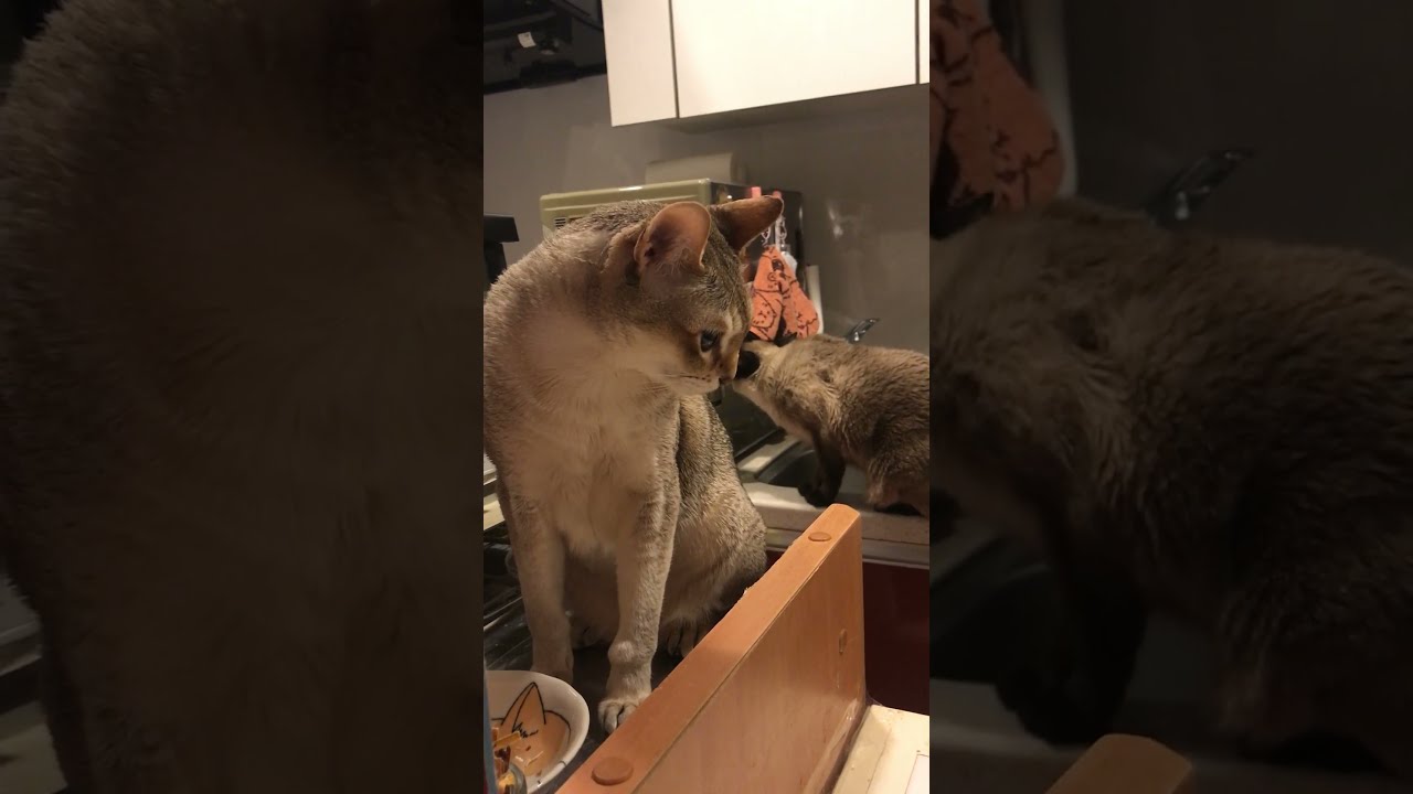 台所でご飯待ちをするシンガプーラとたぬき猫なのにゃ♪