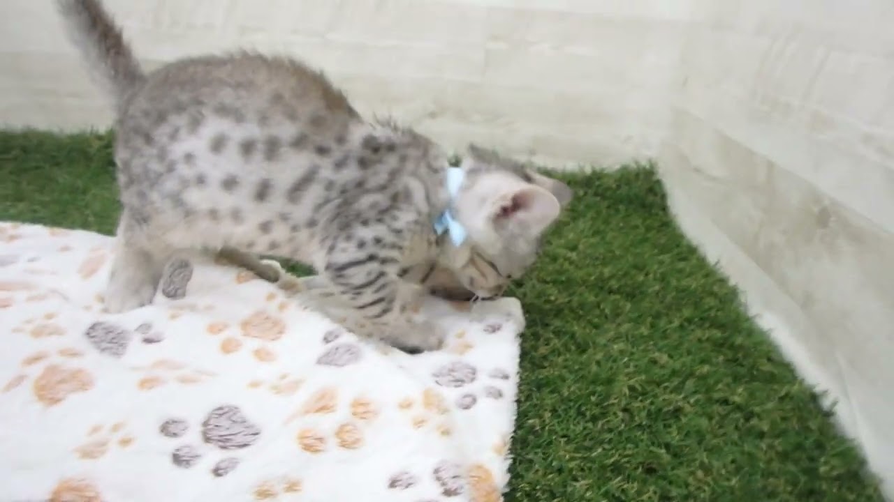 Coo&RIKU　No00632696 エジプシャンマウ