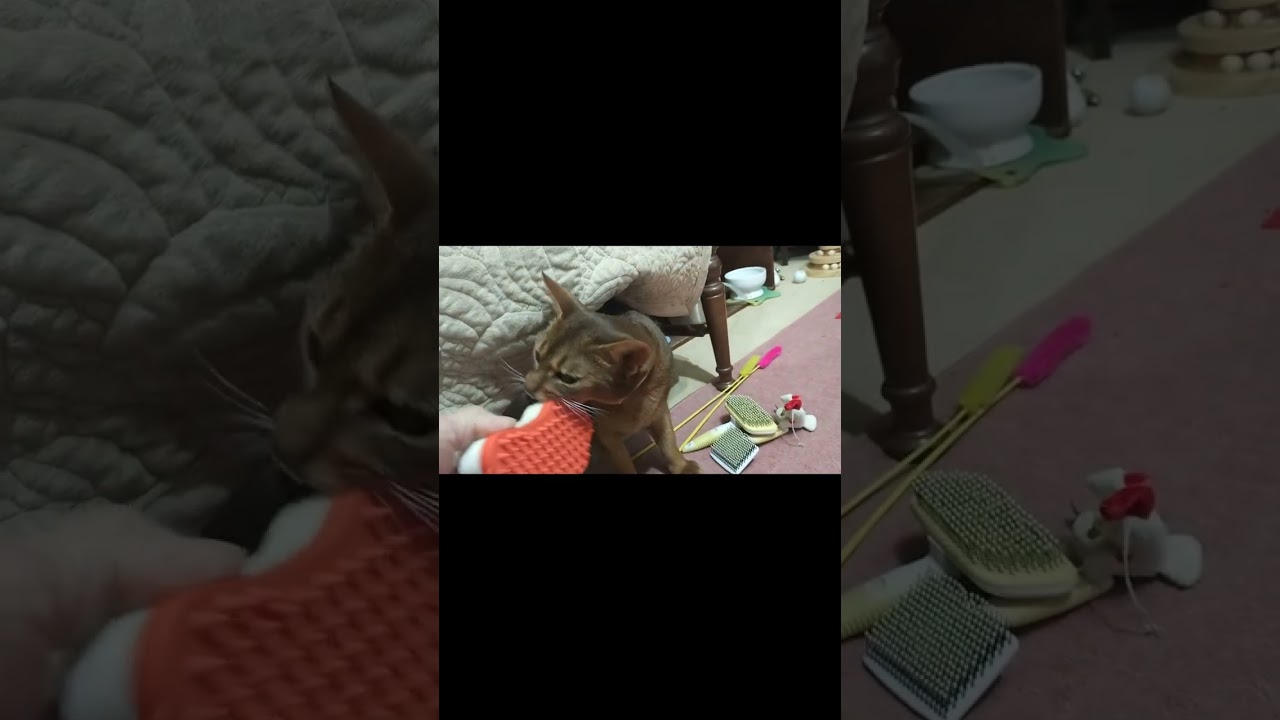 ネコ動画あび#703　#shorts　あびの毎日　アビシニアン　あびブログ