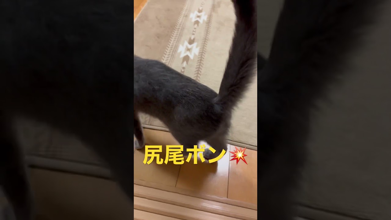 スーパー激オコ💢そらちゃん現る！（ロシアンブルー）#shorts