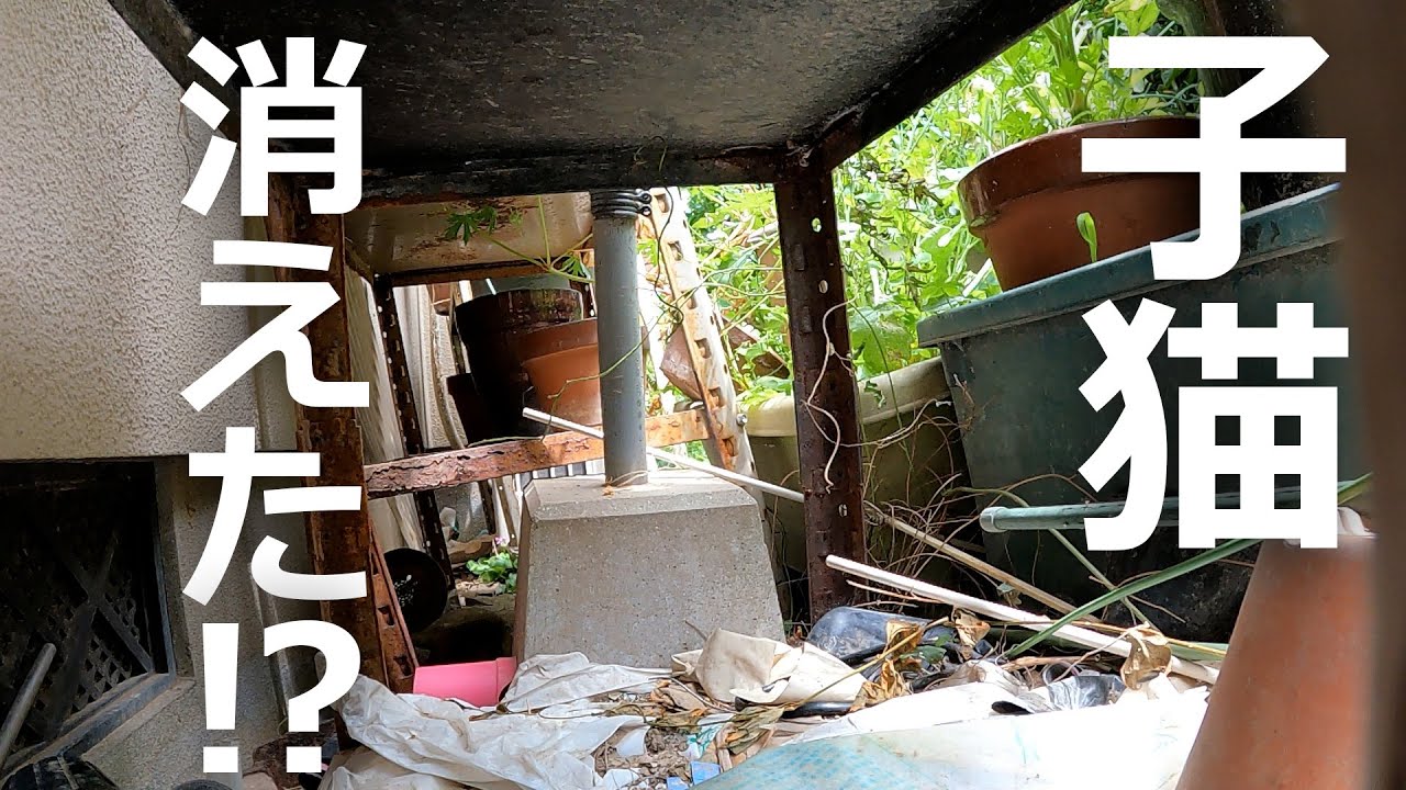 子猫がいない⁉どこにいるのか探し回った結果…