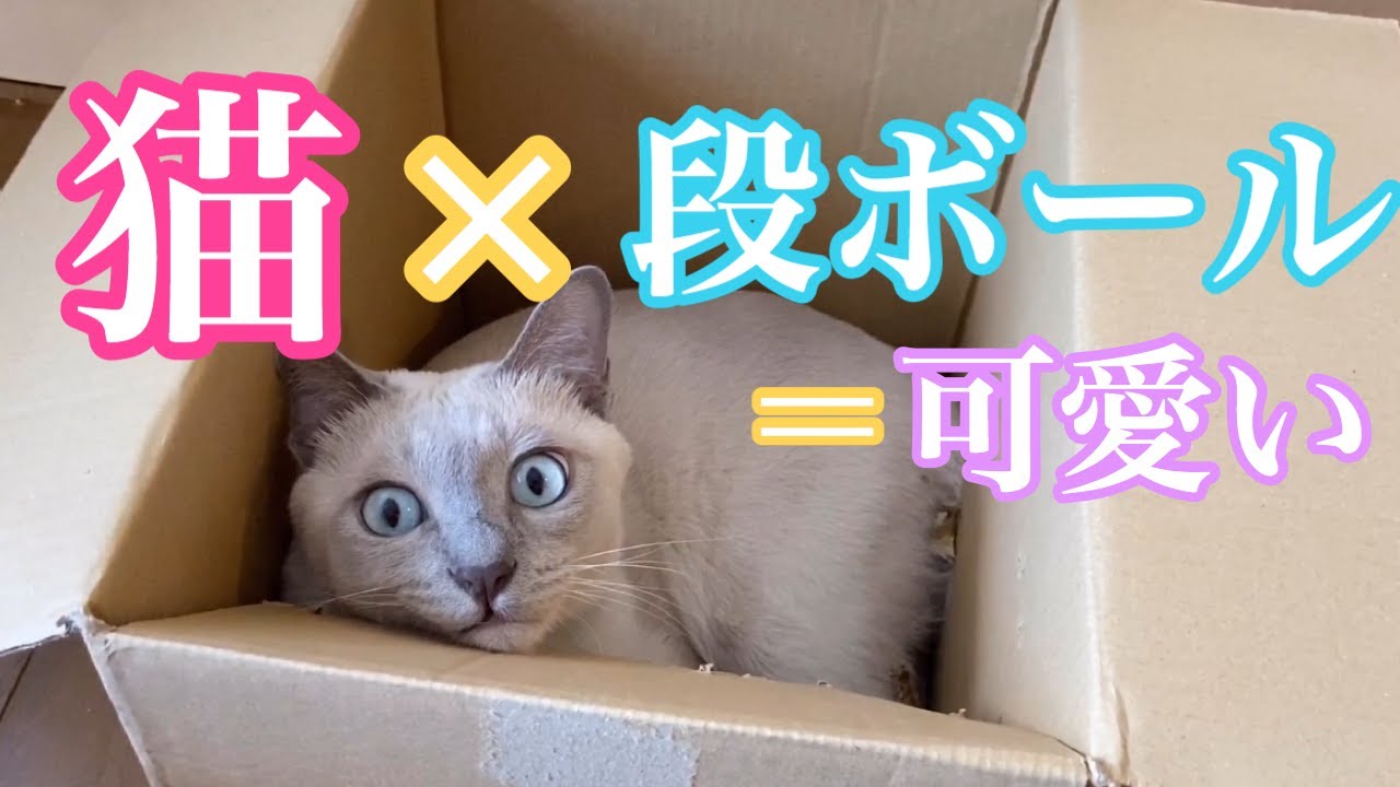 猫とダンボール。〜猫との日常〜【トンキニーズ】A cat and corrugated cardboard
