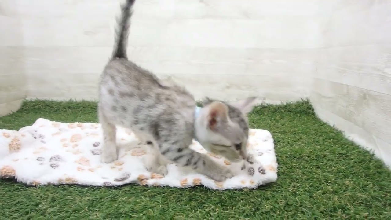 Coo&RIKU　No00632697 エジプシャンマウ