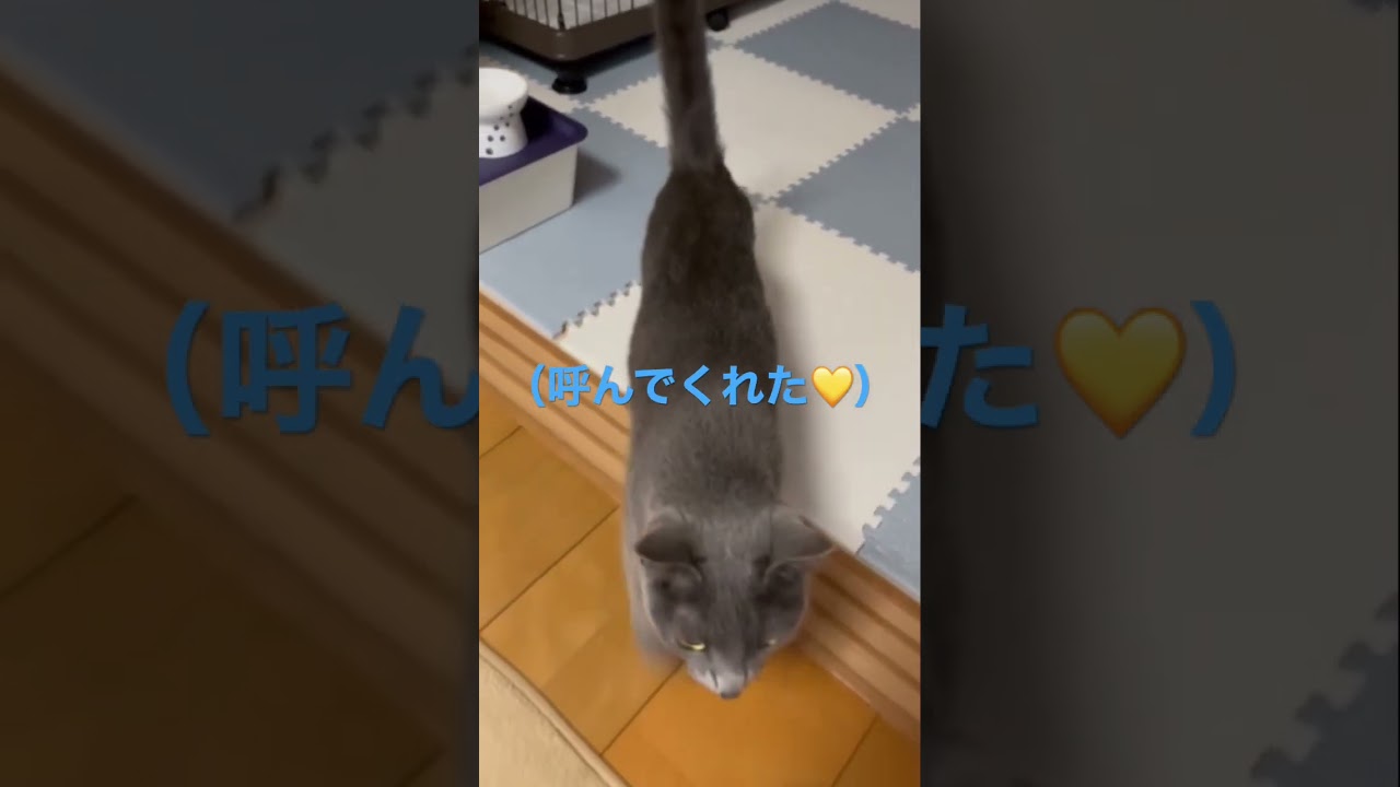 呼んだら直ぐ来てくれる可愛い猫（ロシアンブルー）#shorts