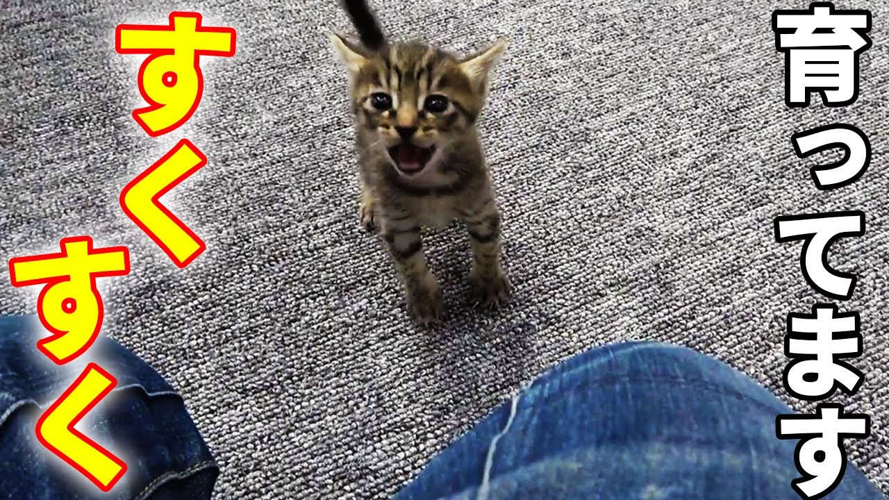 【保護猫一家】すくすく育った子猫達が走り回る！！