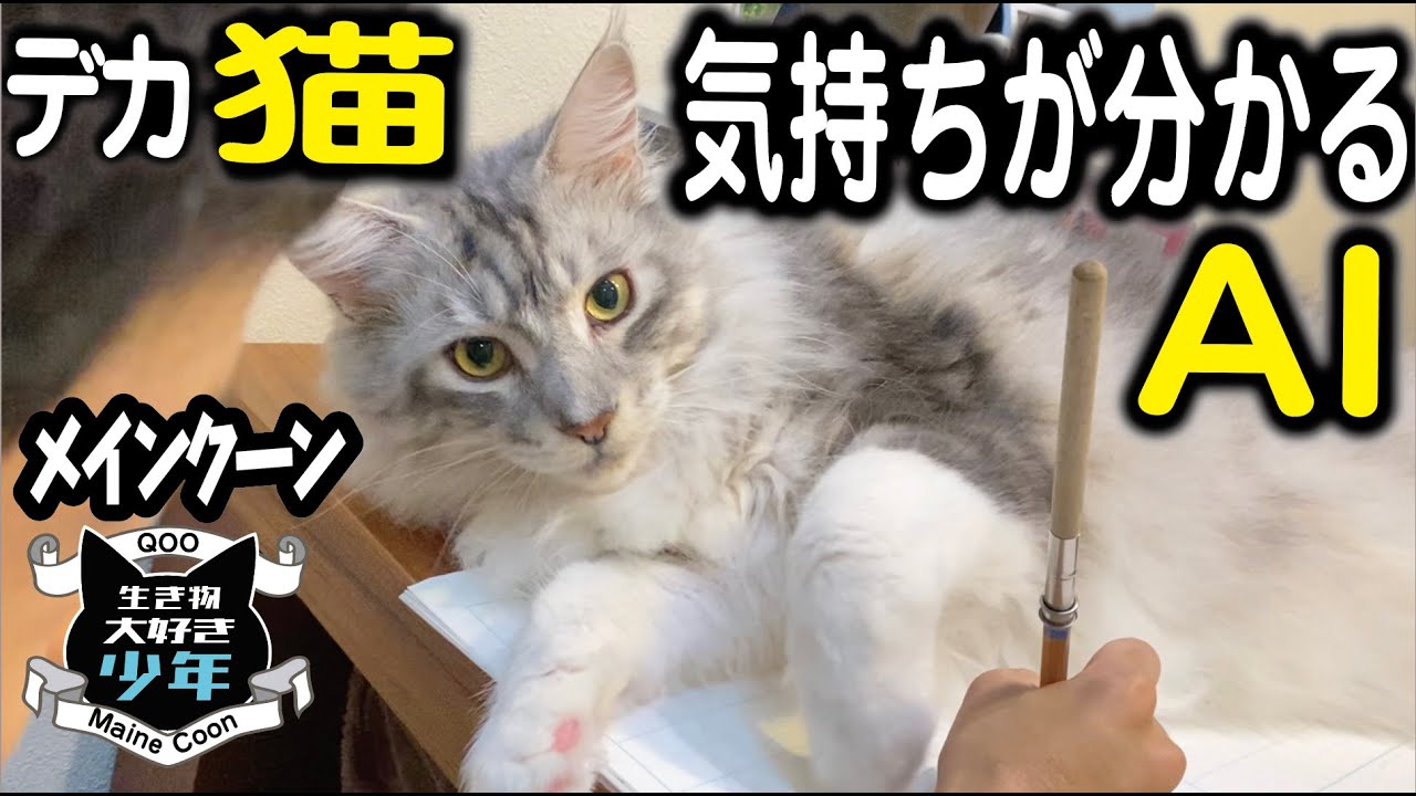 【メインクーン】猫の気持ちと健康状態が分かるAIで簡単に猫の表情を読み取る／子どもと仲良しの大型猫／平貝のお刺身