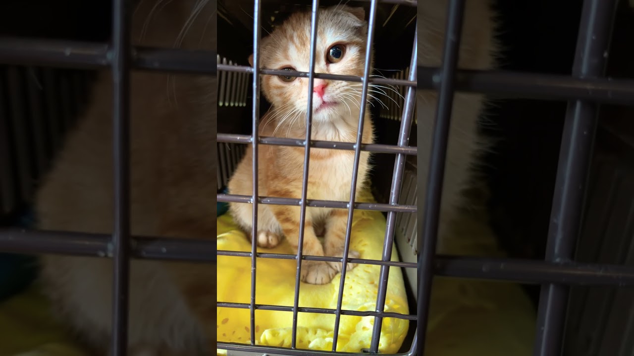 新しい家族の小春ちゃん#スコティッシュフォールド折れ耳 #子猫