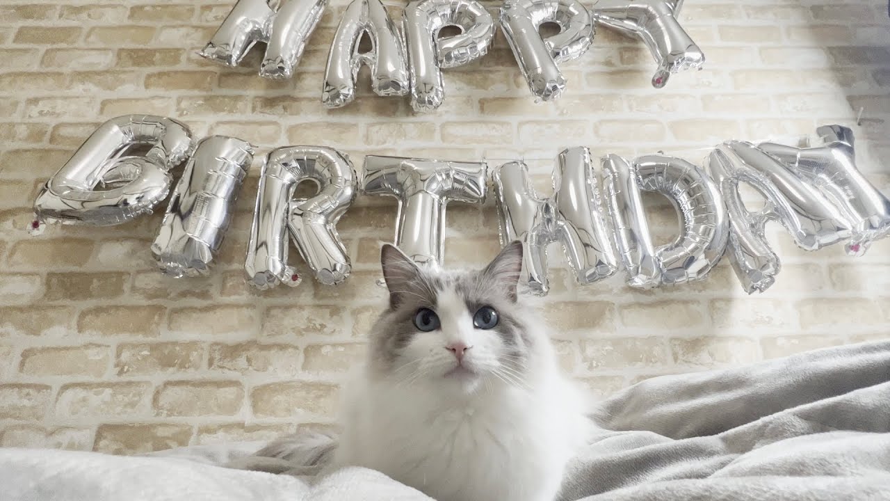 【祝】みるきー王子が2歳の誕生日を迎えました。