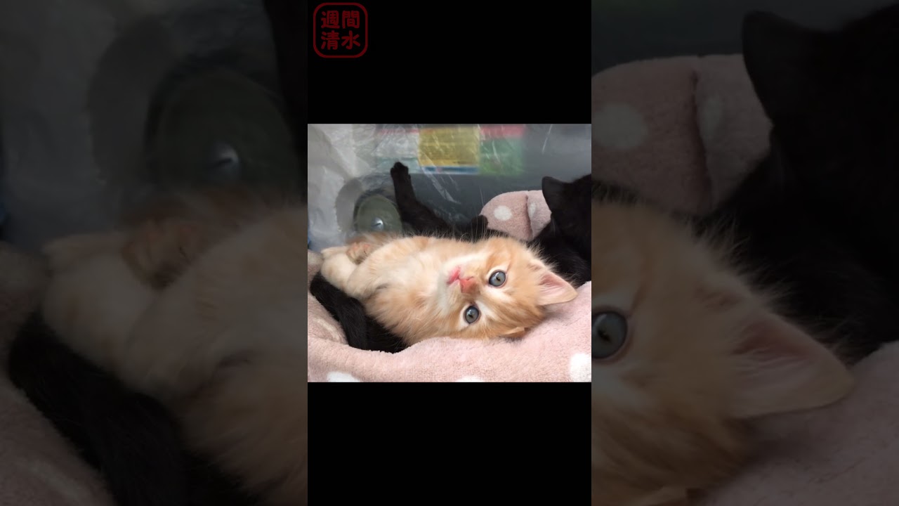 カメラ目線の茶トラの子猫 #shorts Cute kittens. 保護猫 可愛い