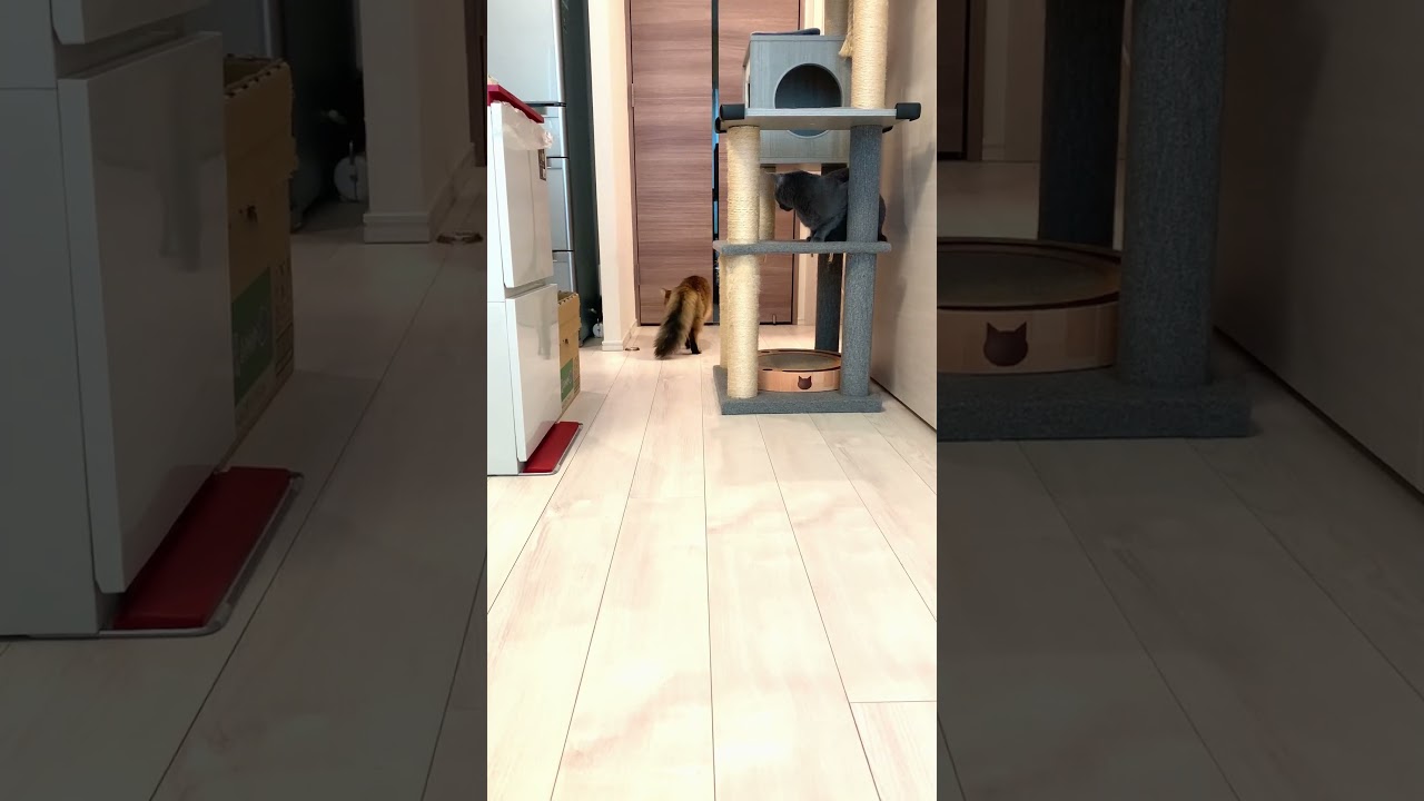 🐱「じー…」 #多頭飼い猫 #ロシアンブルー #ソマリ