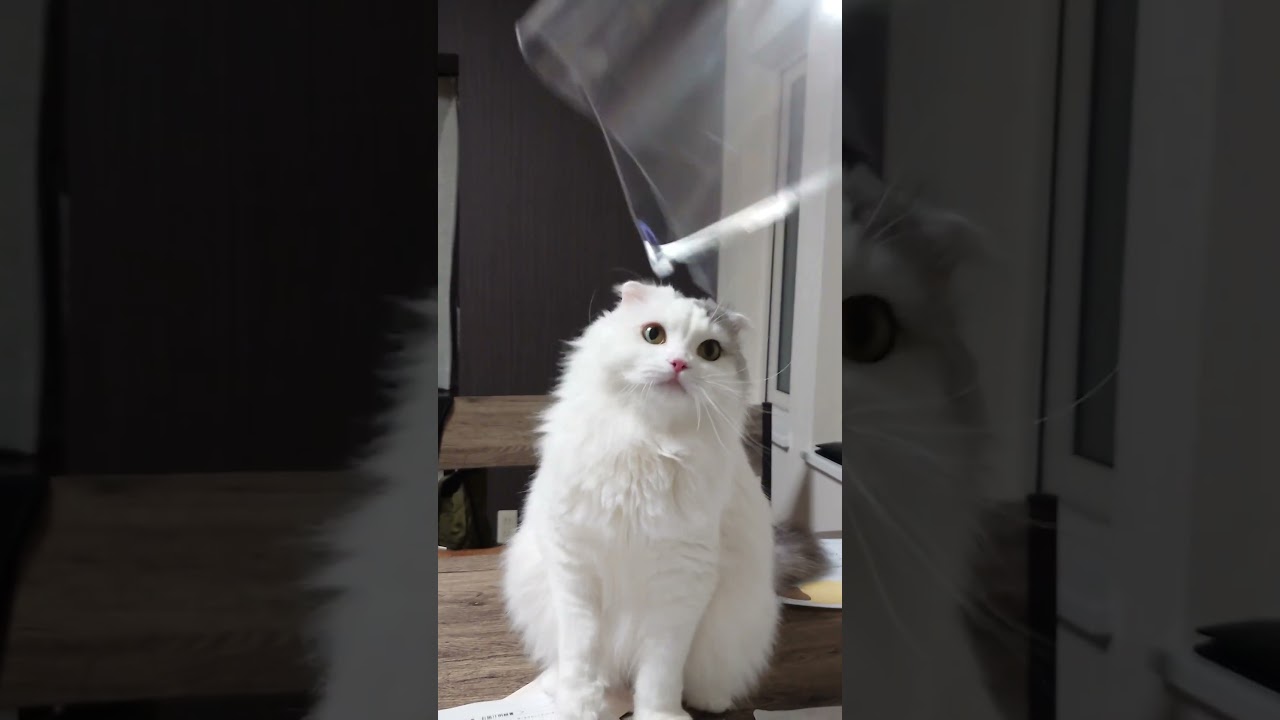 [スコティッシュフォールド] ビニール注意⚠#shorts #スコティッシュフォールド #猫