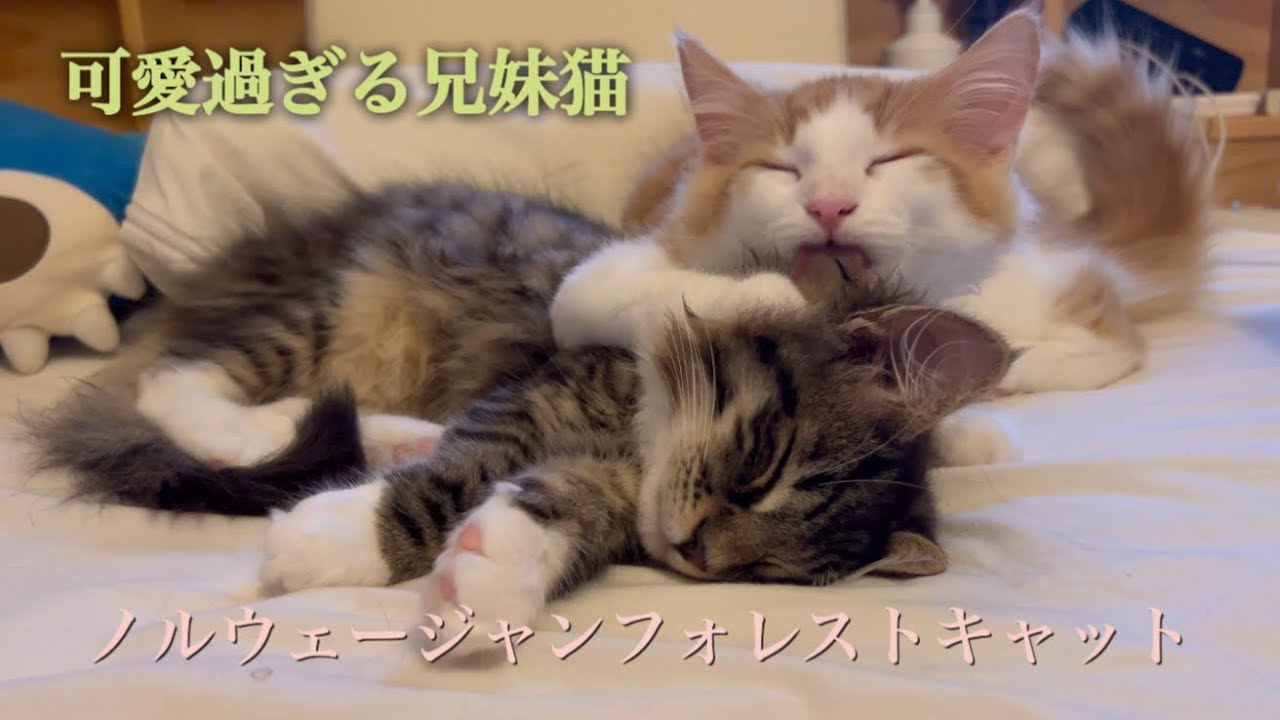 今日も可愛い７匹のノルウェージャンフォレストキャット