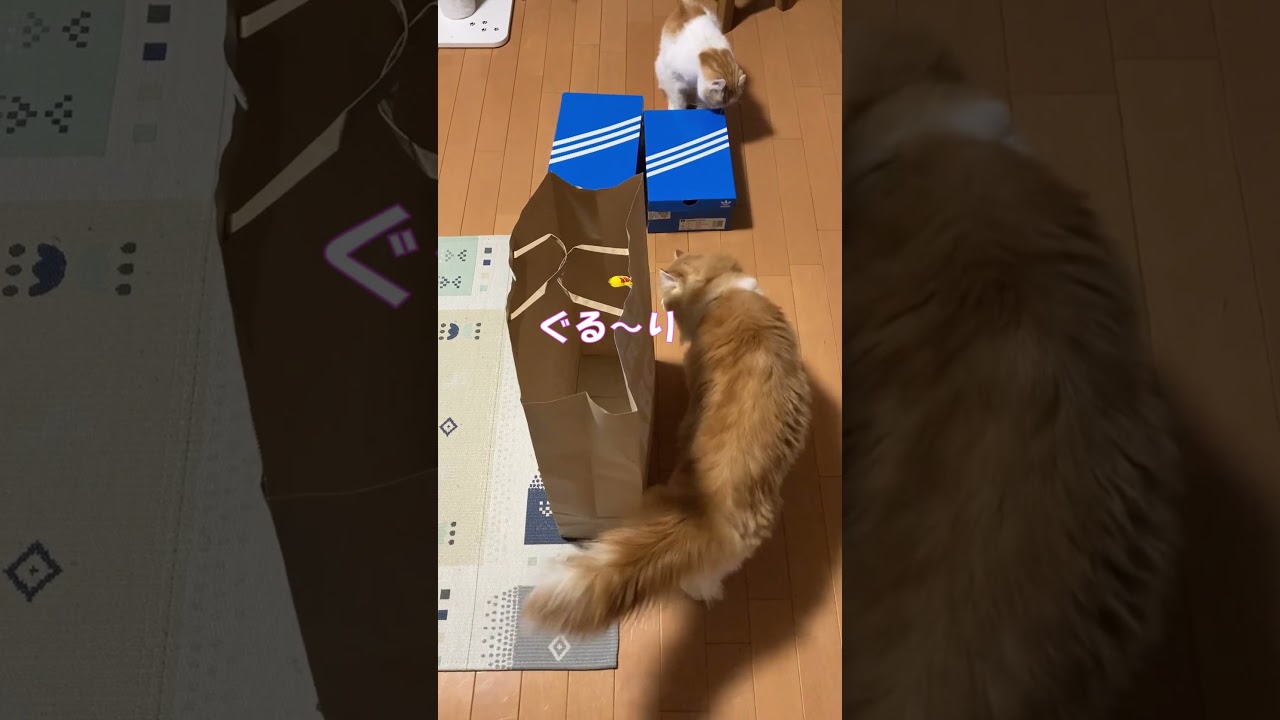 何でもおもちゃにする猫～紙袋編 #shorts  #猫 #アメリカンカール #cat