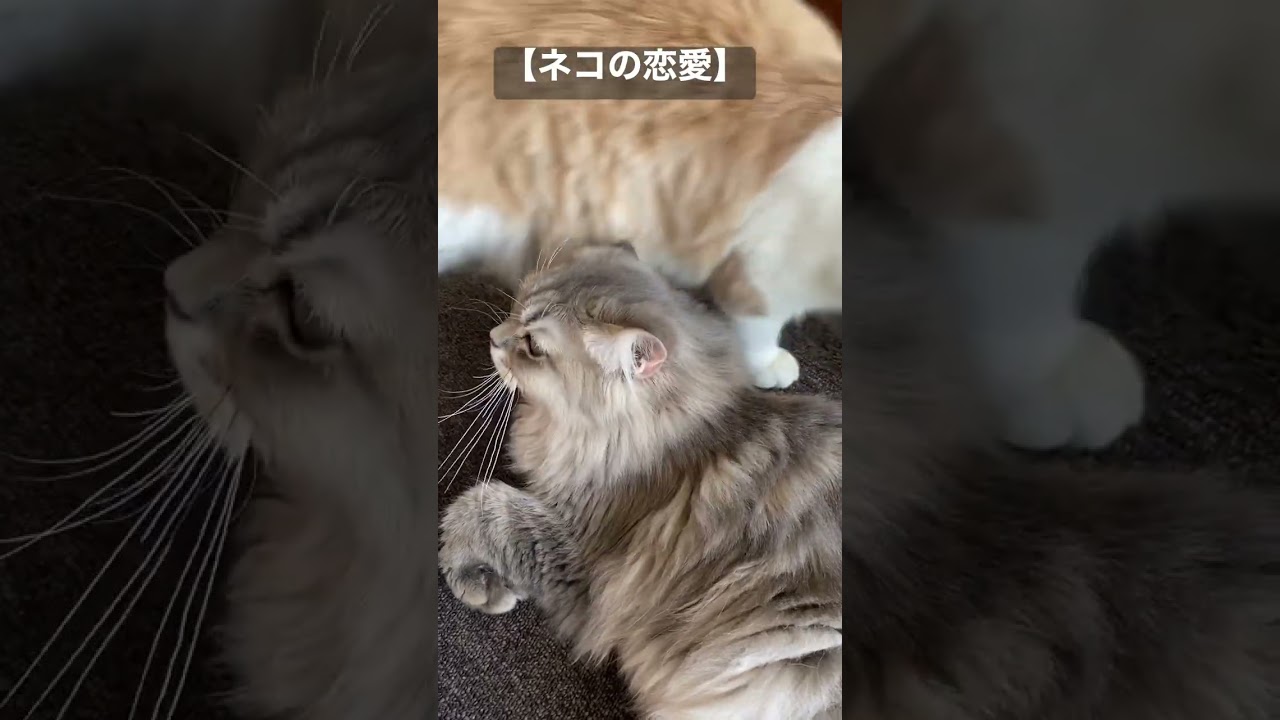 【希少映像】ネコの恋愛事情😊💕#スコティッシュフォールド  #猫動画 #ペット #癒し #shorts